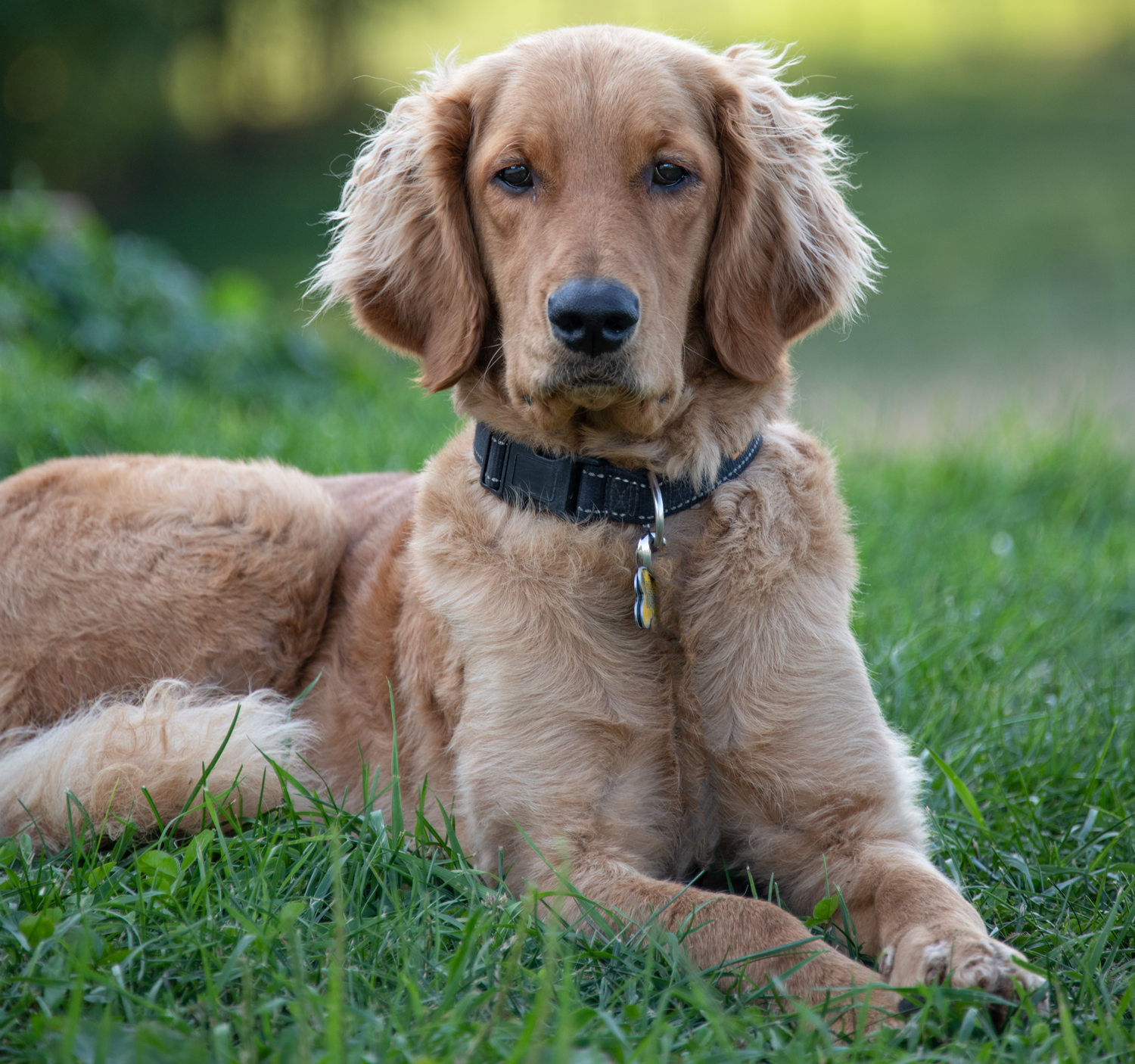 Lucy, our golden doodle greeter.